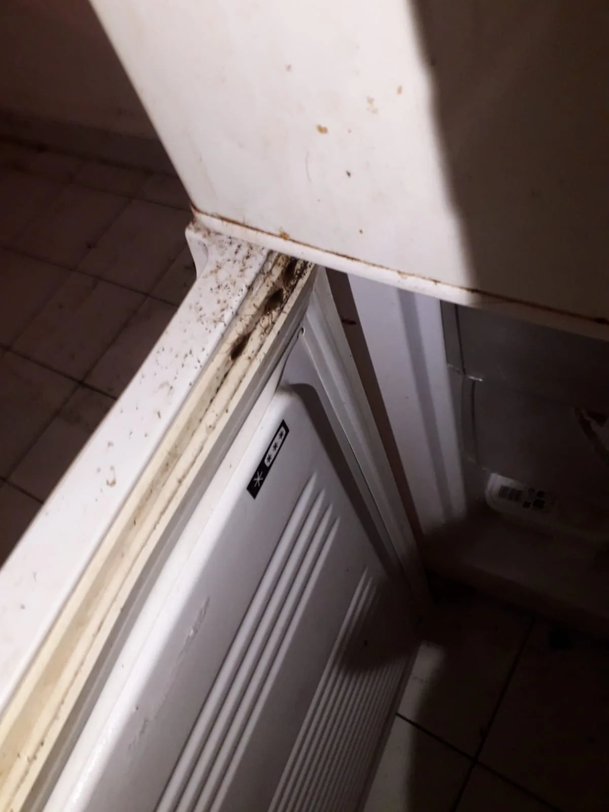 Inspection d'une infestation de cafards en cuisine