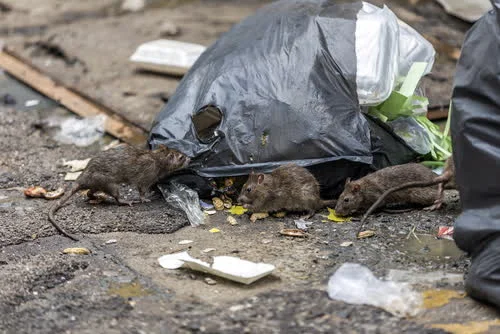 Rats - nuisible traité à Marseille