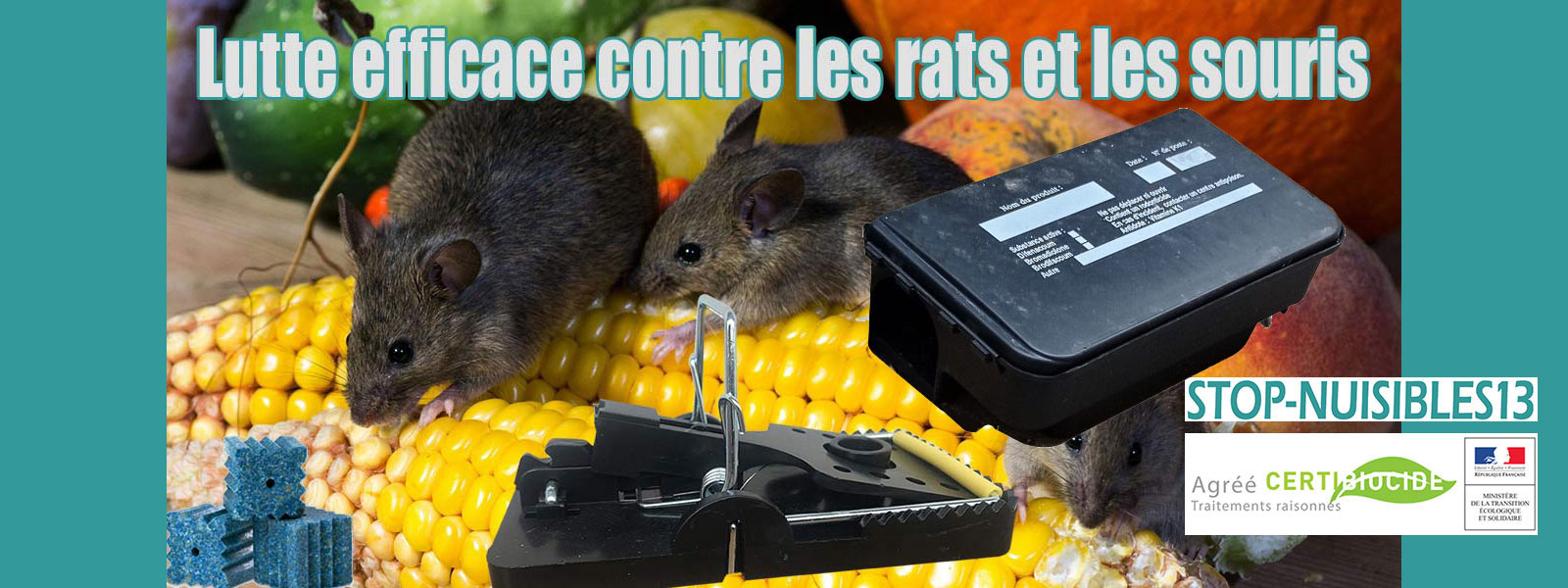 Lutte contre la présence de rats